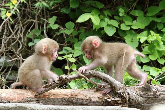 Snow Monkey Park & Miso Production Round Trip Day Tour From Tokyo - Cancellation Policy