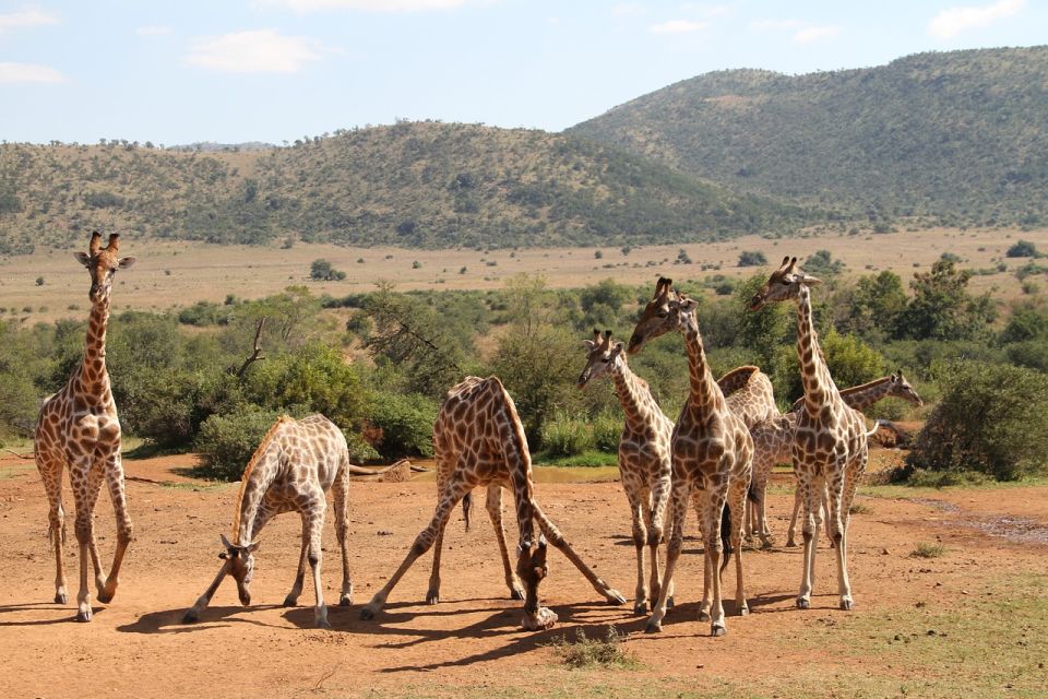 South Africa Joburg: Pilanesberg National Park Day Tour - Duration and Itinerary