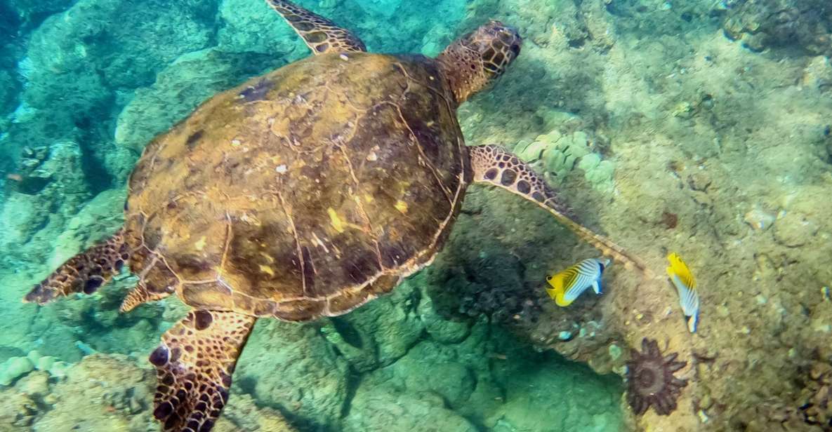 South Maui: Snorkeling Tour for Non-Swimmers in Wailea Beach - Customer Reviews