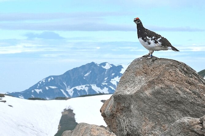 (Spring Only) 1-Day Snow Walls of Tateyama-Kurobe Alpine Route Tour - Tour Inclusions