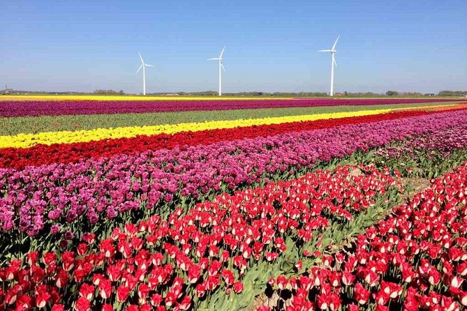 Springtime Private Tour to Keukenhof, Tulip Fields and Windmills - Customer Reviews