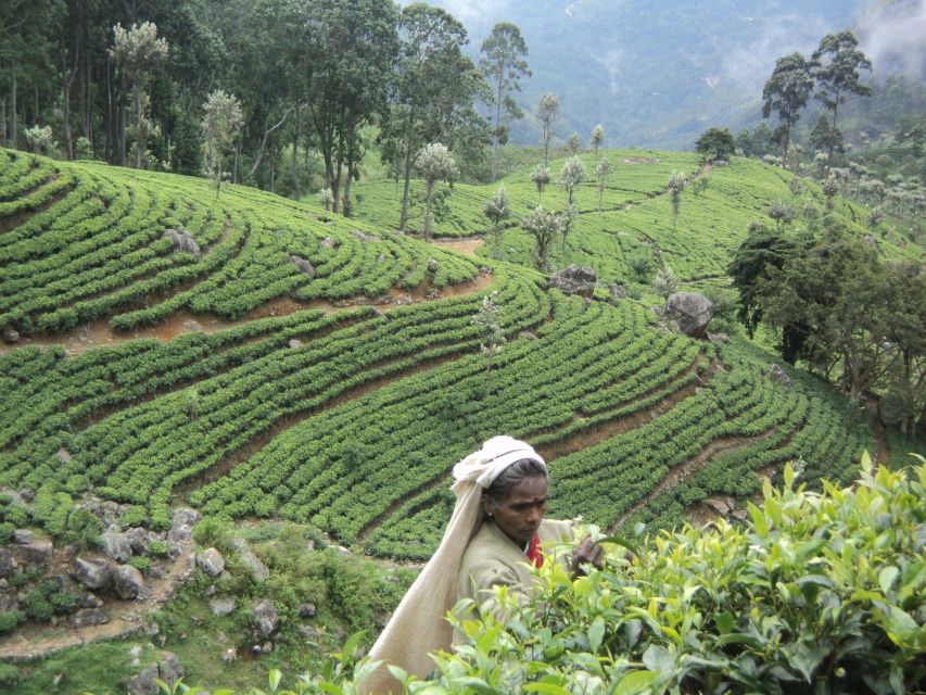 Sri Lanka Holidays With One Week Trekking the Pekoe Trail - Engaging Activities During the Trek