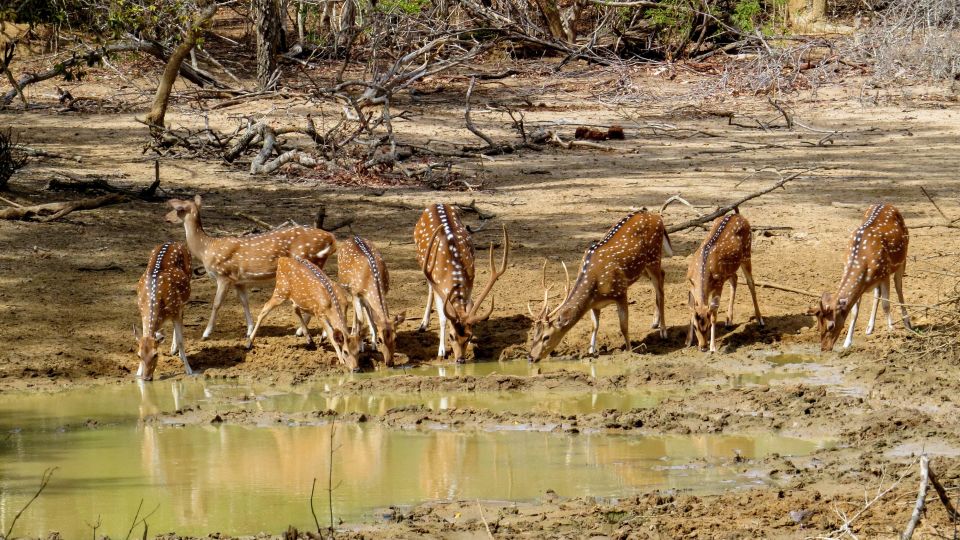 Sri Lanka: Yala National Park Private Safari - Yala National Park