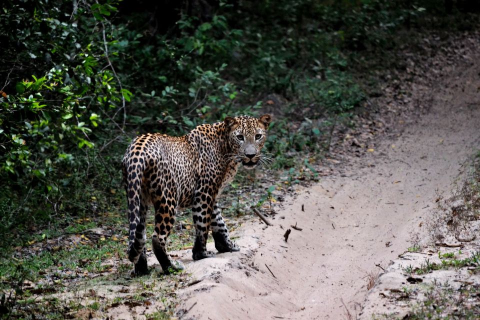 Sri Lanka: Yala National Park Safari Tour - Safari Details
