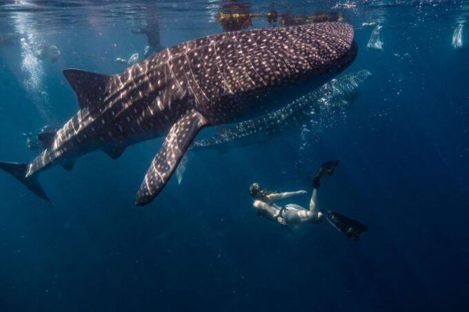 SUMBAWA WHALE SHARK TRIP - Tour Description