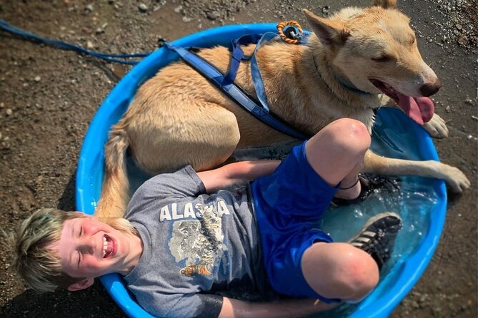 Summer Dog Sledding Adventure in Willow, Alaska - Accessibility Information