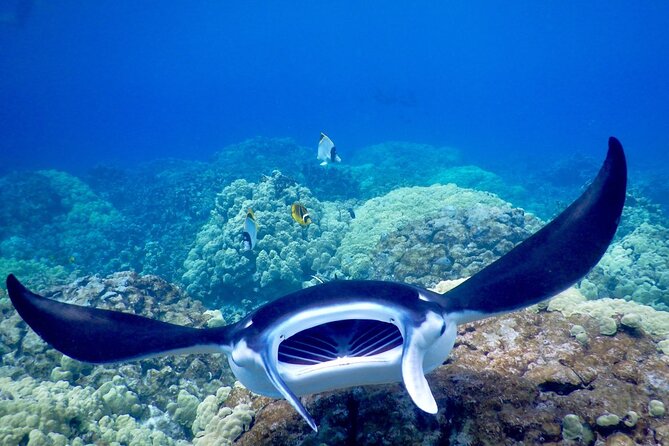 Sunset and Manta Ray Snorkel Adventure - Customer Reviews