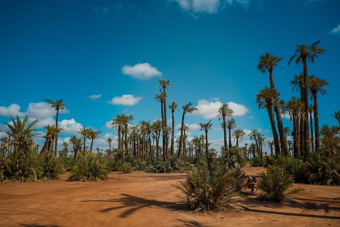 Sunset Camel Ride in the Palm Grove Of Marrakech - Traveler Reviews