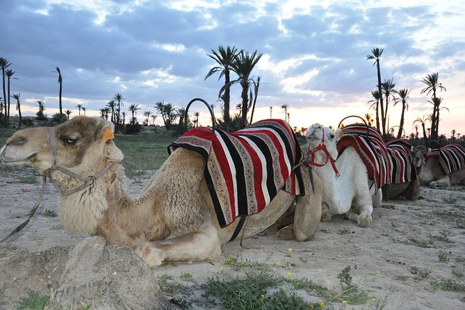 Sunset Camel Ride in the Palm Grove of Marrakech - Sunset Camel Ride Memories