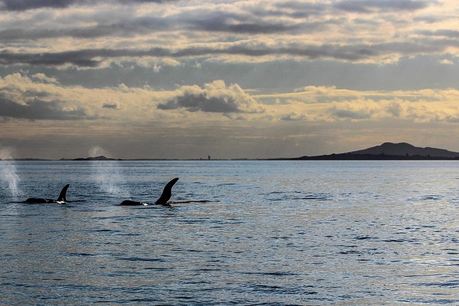 Sunset Kayak Tour to Rangitoto Island - Tour Experience and Highlights