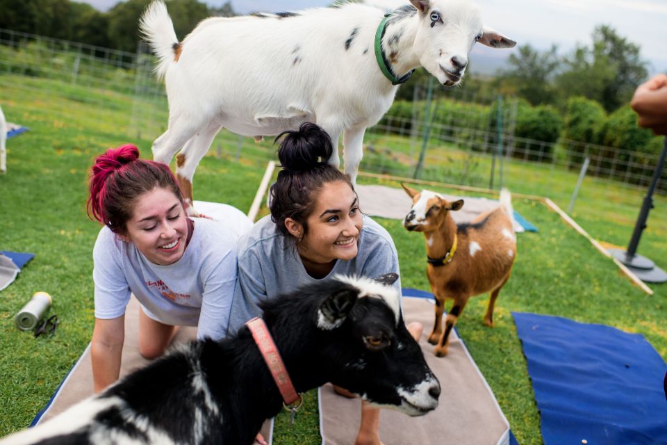 Sunset Maui Goat Yoga With Live Music - Class Experience Details