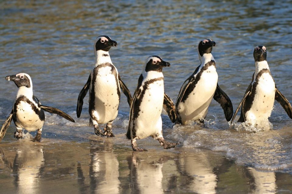 Swim With Penguins at Boulders Beach Penguin Colony - Tour Highlights and Inclusions