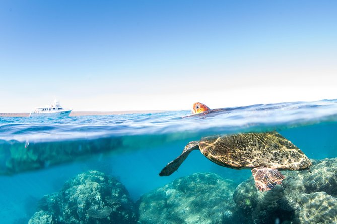 Swim With Whale Sharks in the Ningaloo Reef: 3 Island Shark Dive - Common questions