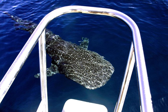 Swim With Whale Sharks- the Largest Fish in the World! - Traveler Assistance
