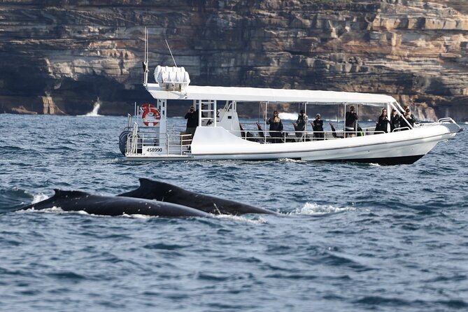 Sydney Whale-Watching by Speed Boat - Safety Measures and Wildlife Encounter