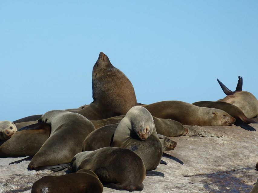 Table Mountain, Cape Point & Penguins Tour With Park Fees - Optional Activities and Stops