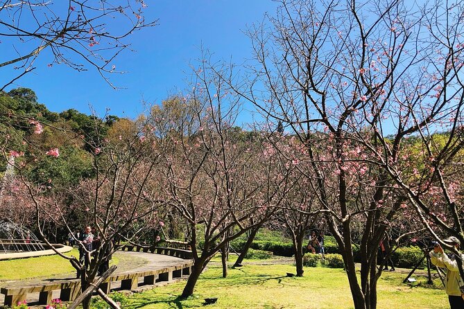 Taipei Cherry Blossom Day Tour - Tour Inclusions