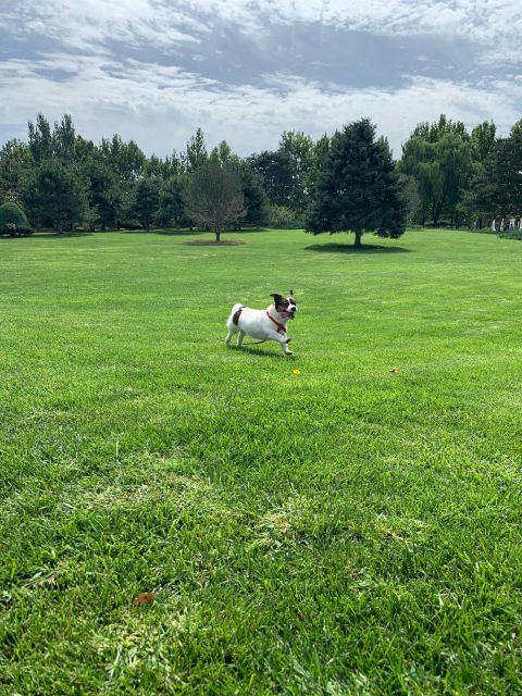 Taking a Walk With Rescue Puppies - Enjoy a Leisurely Park Walk