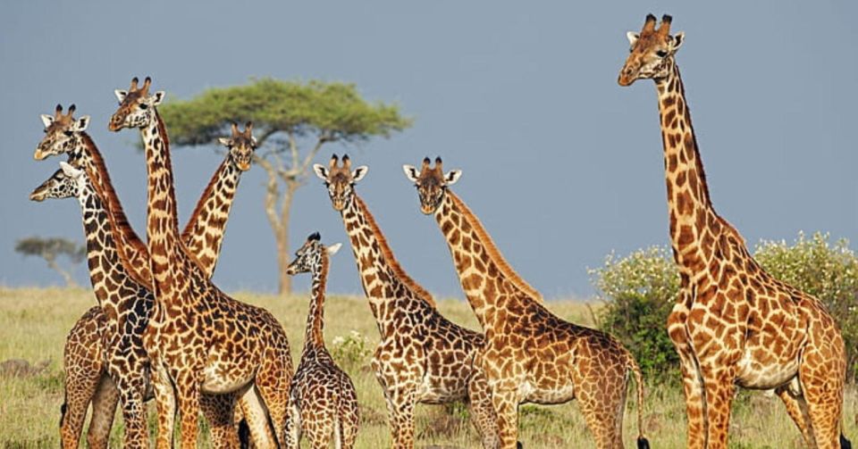 Tala Game Reserve Full Day Tour From Durban - Exciting Activities Included