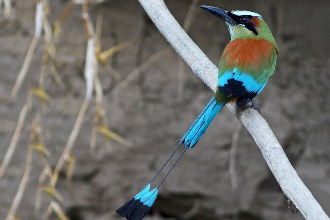 Tamarindo Estuary Tour - Common questions