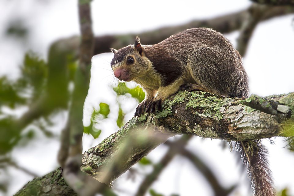 Tangalle: Safari Day Trip to Yala & Udawalawe W/ Picnic - Tour Inclusions