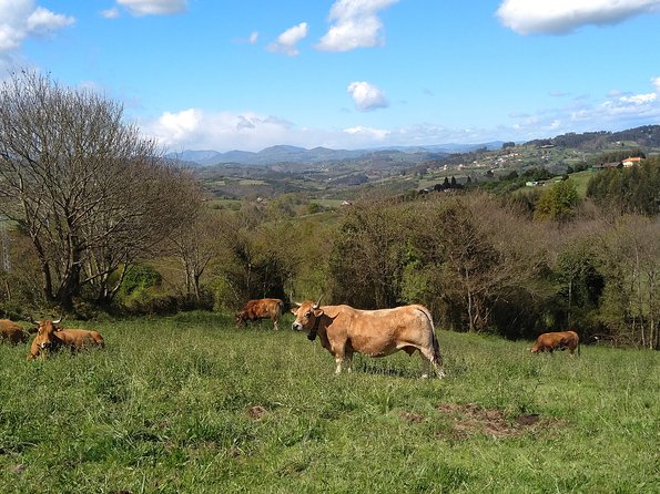 Taste of the Camino De Santiago - Additional Information