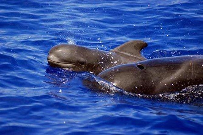 Tenerife Private Half-Day Sailing and Dolphin-Watching Tour - Tour Activities and Cruise Overview