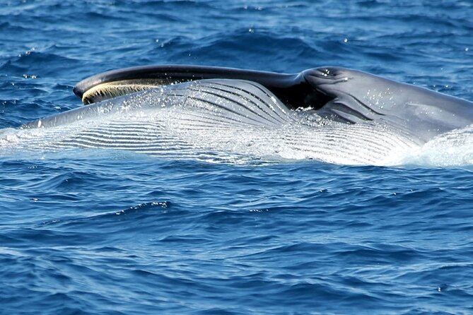 Tenerife Whale and Dolphin Cruise From Los Cristianos (Mar ) - Additional Tour Information