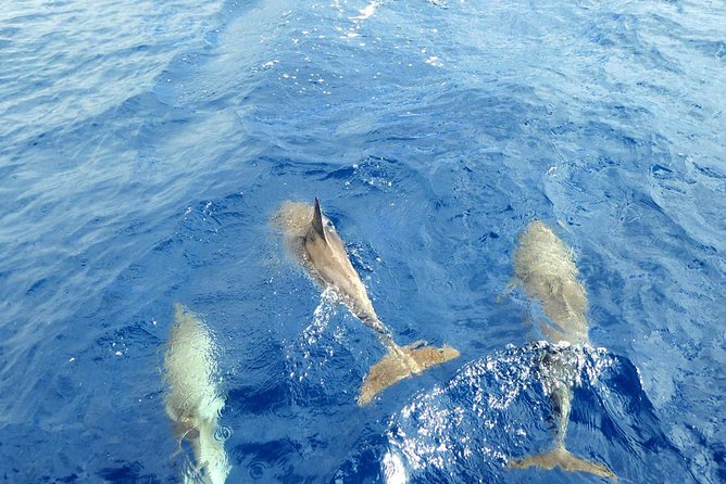 Tenerife Whale- and Dolphin-Watching Boat and Swimming Tour (Mar ) - Common questions