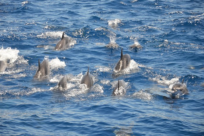 Tenerife: Whale and Dolphin Watching - Wildlife Spotting Opportunities