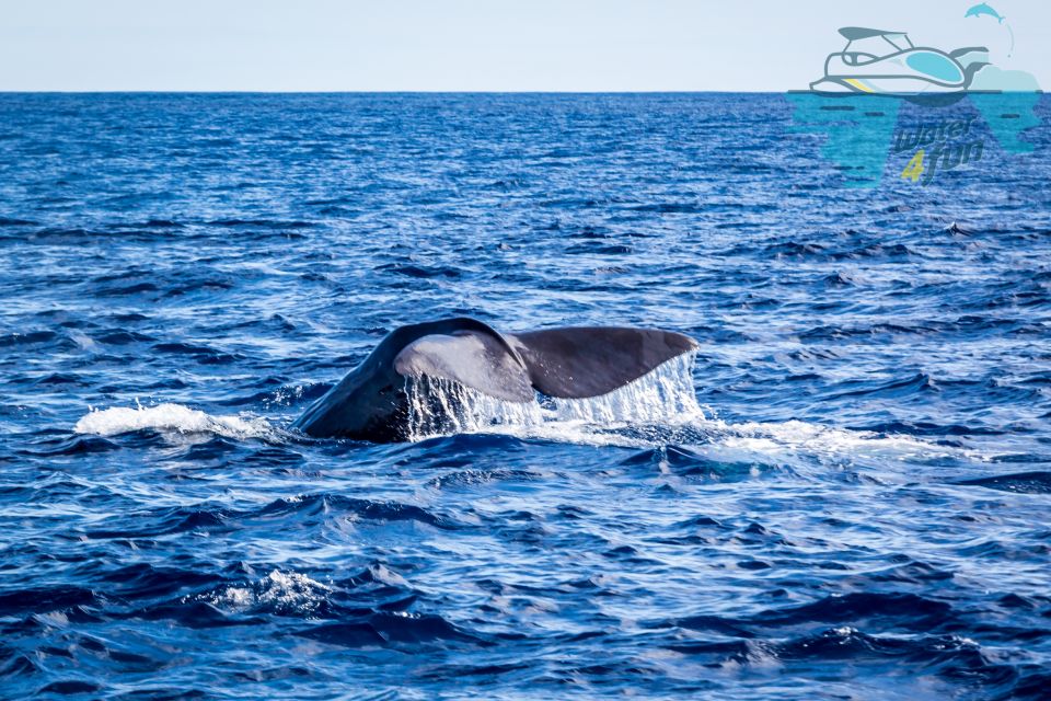 Terceira: Whale and Dolphin Watching in a Zodiac Boat - Booking Information
