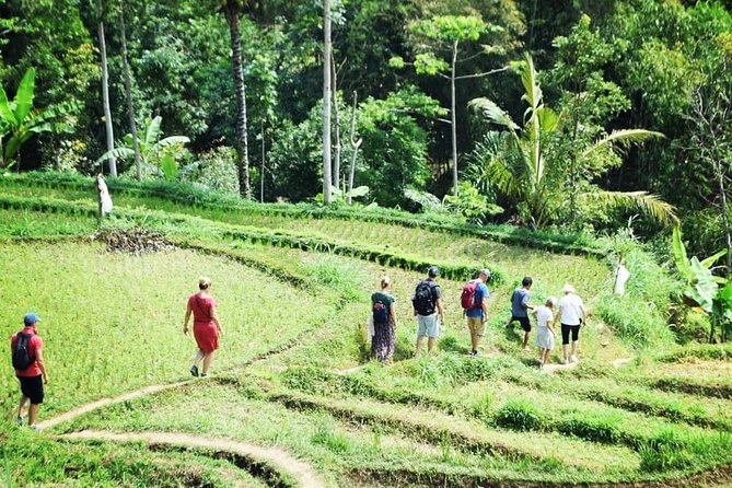 Tetebatu Walking Tour - Rice Terraces, Waterfall & Monkey Forest - Tour Highlights