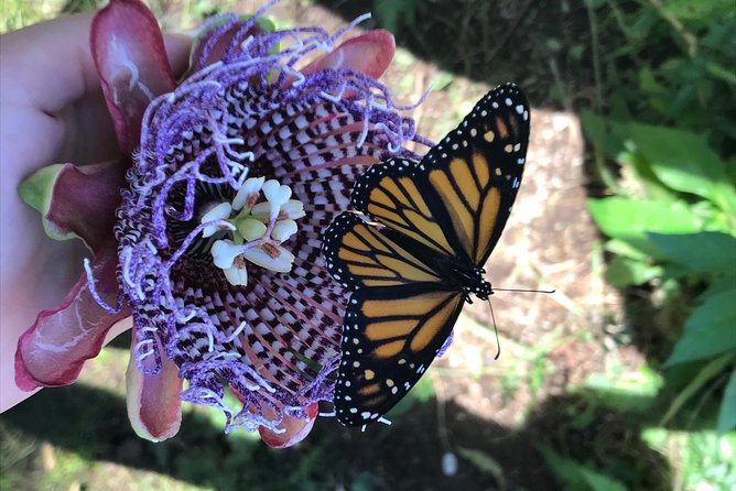 The Maui Butterfly Farm Tour! - Additional Information and Accessibility