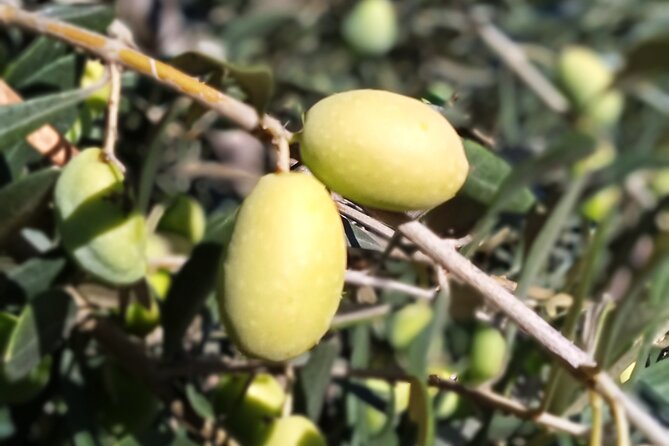 The Olive Oil Experience @ Lefkada Micro Farm - Accessibility Information