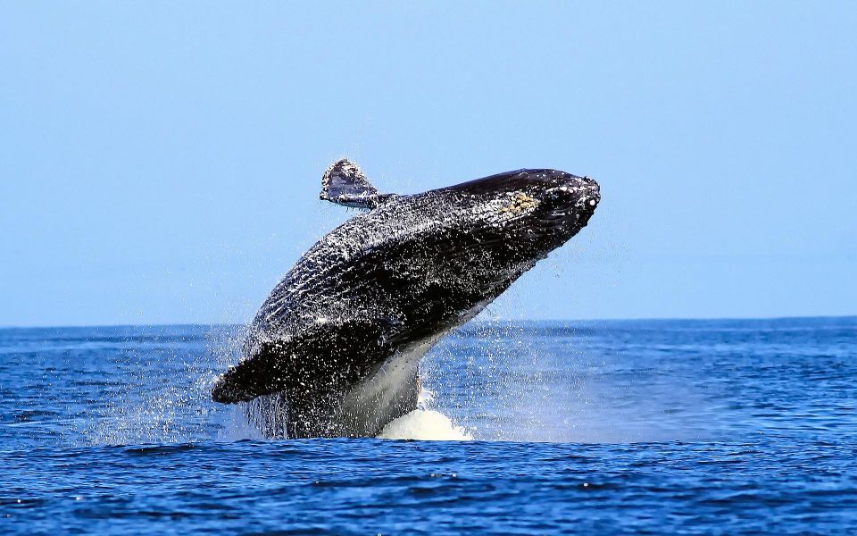 The Whales, Cayo Levantado and Limon Waterfall - Punta Cana - Full Itinerary