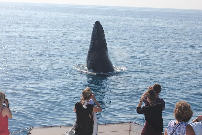 Three-Quarter Day Hervey Bay Premium Whale Watching Cruise - Customer Reviews