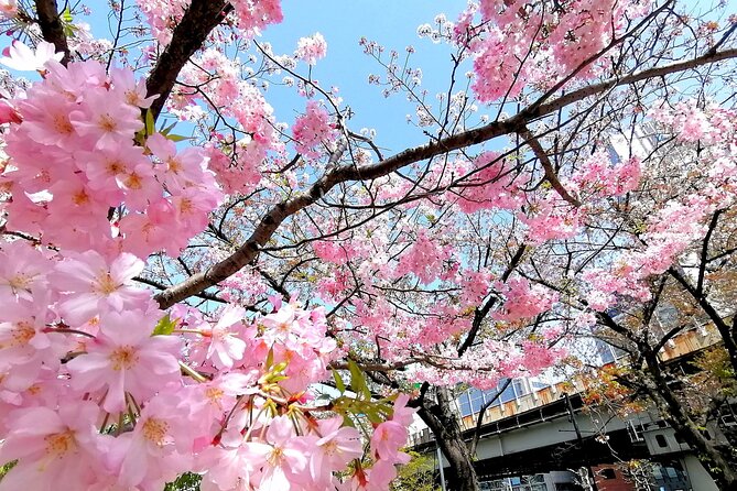 Tokyo Cherry Blossoms Blooming Spots E-Bike 3 Hour Tour - Last Words