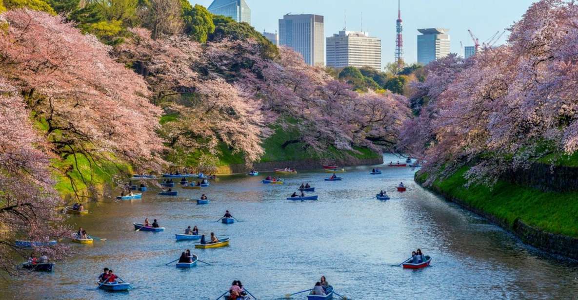 Tokyo: Private Cherry Blossom Experience - Booking Details