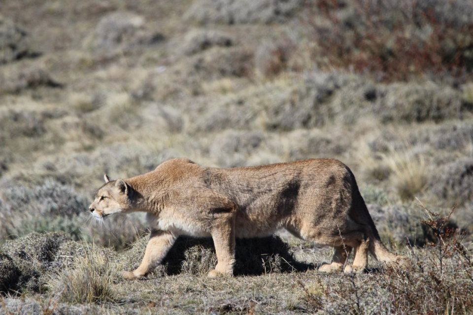 Torres Del Paine Photographic Safari - Wildlife Photography Tips