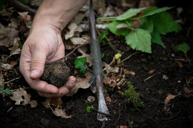 Truffle Hunting and Tasting Experience  - Beaune - Booking and Confirmation