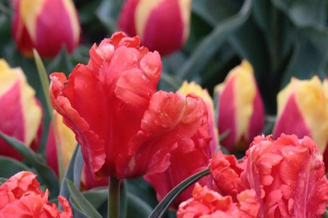 Tulip Fields of Holland Tour Seasonal - Pricing Details