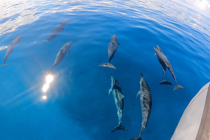 Turtle Canyon Snorkel (Semi Private Boat Tours) - Inclusions and Equipment Provided