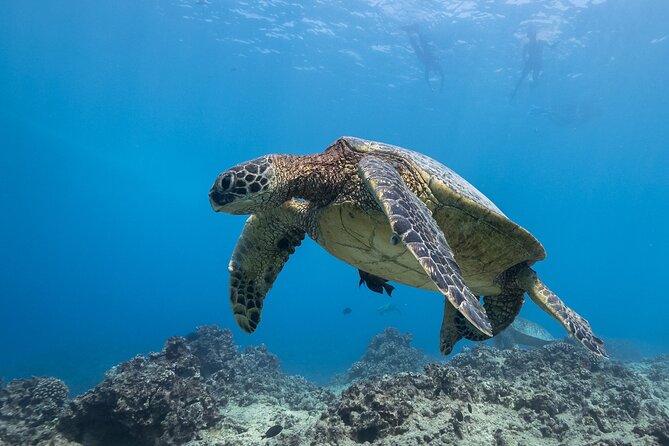Turtle Canyon Waikiki Snorkel Adventure - Inclusions in the Tour Package