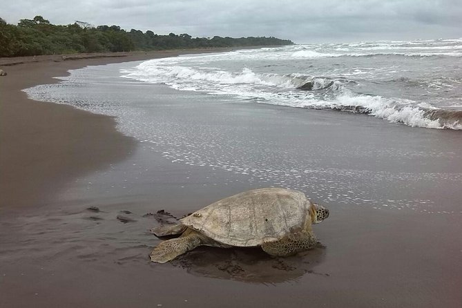 Turtle Tour in Costa Ricas Tortuguero National Park (Mar ) - Meeting Point and Logistics