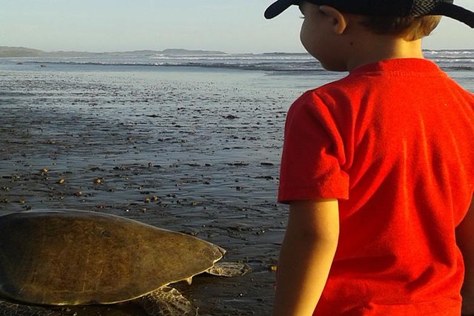 Turtle Tour Near Samara Beach - Traveler Testimonials