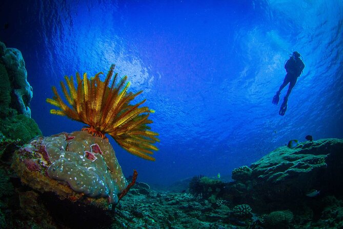 Two Fun Dives Morning Trip - Dive Experience