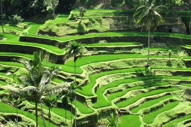 Ubud DayTrip : Monkey Forest - Rice Terrace - Jungle Swing - Water Temple - Reviews and Ratings