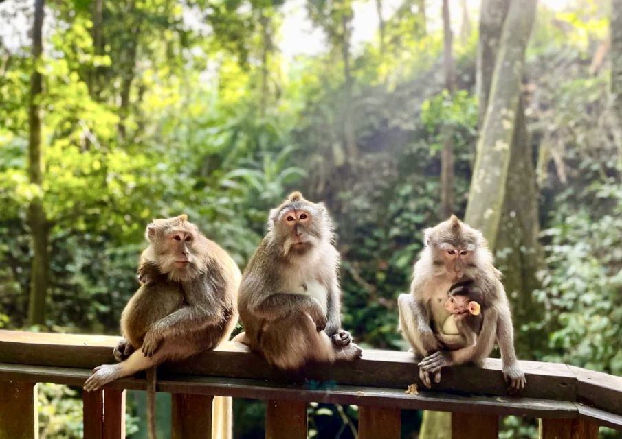 Ubud: Monkey Forest Sanctuary & Jungle Swing Half-Day Tour - Tour Highlights