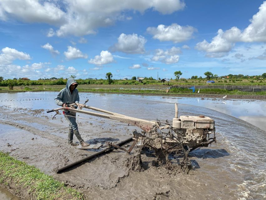 Ubud : Private Bike Tour Rice Fields With Meal and Waterfall - Inclusions and Tour Activities