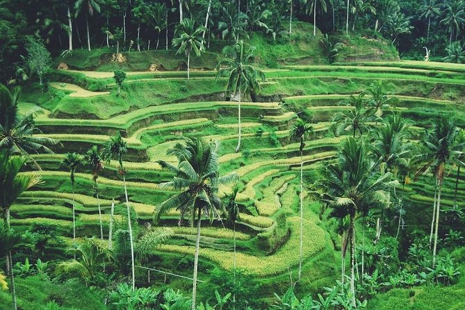 Ubud Trip, the Best of Ubud in a Day - All Inclusive - Booking Information and Process